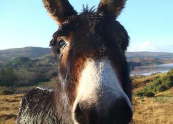 Un parque temático israelí ofrece WiFi en burro