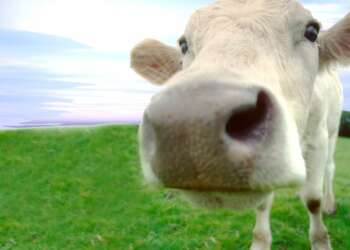 Científicos modifican una vaca genéticamente para que produzca leche antialérgica