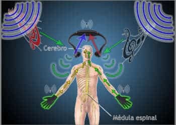 Entrevista: Neuroplasticidad y cómo los sordos podrían oír con las manos