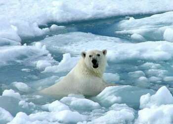 Temperatura media mundial podrí­a aumentar 2 ºC entre 15 y 35 años