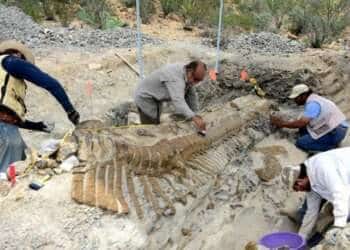 Avanza el rescate de una cola de dinosaurio de 72 millones de años en México