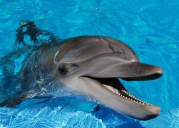 delfines