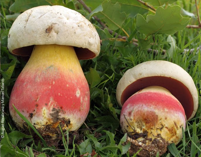 FungiNote no pretende ser una guí­a de consumo humano de hongos.