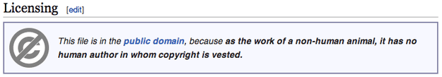 Wikipedia Copyright De Animales No Humanos Wikipedia Copyright de animales (no humanos)