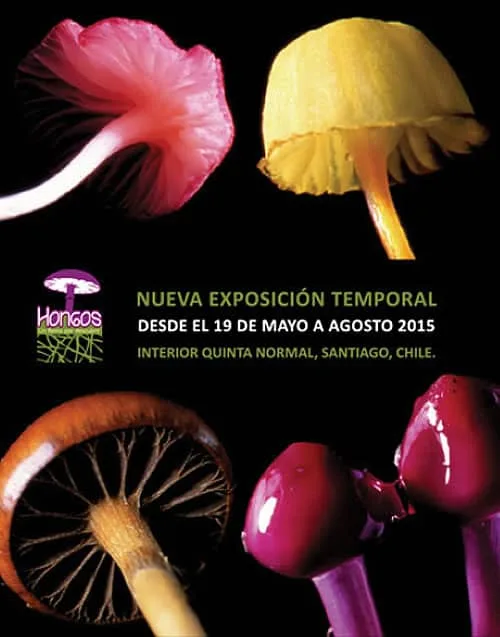 hongos