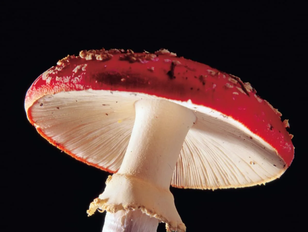 Hongos Amanita Muscaria La exposición contará con fotografías y videos de hongos en alta calidad para los visitantes.