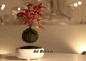 Air Bonsai