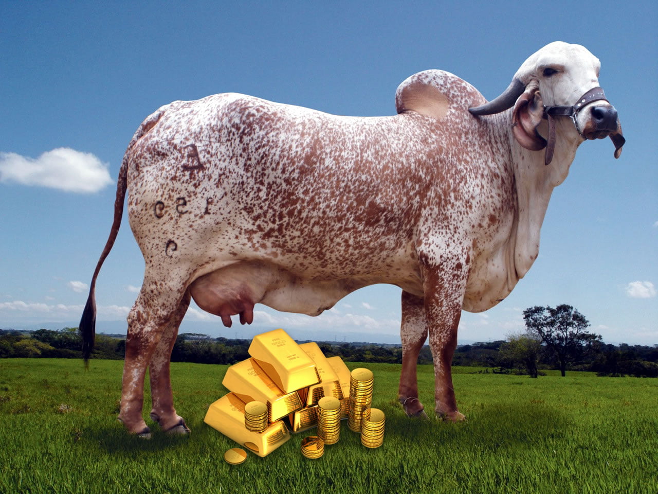 El oro en la orina de vaca gir podrí­a ser curativas para humanos.