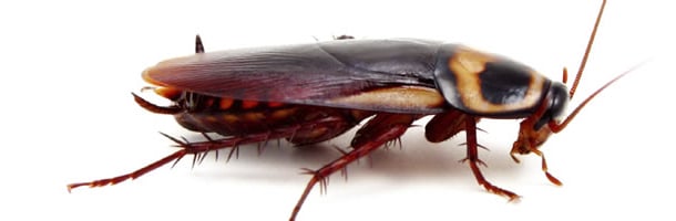 Cucaracha americana.