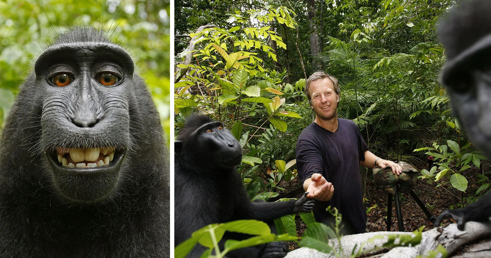 El 'selfie' del mono que desencadenó una batalla legal por los derechos de  autor