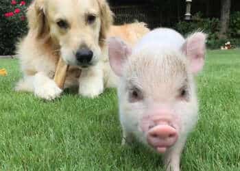 animales más inteligentes