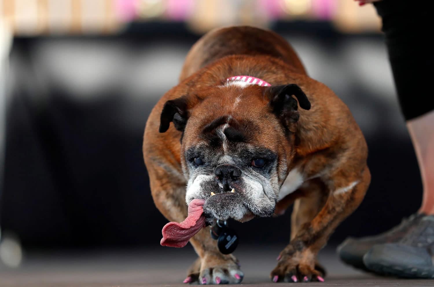 Zsa Zsa: el nuevo ganador al concurso del perro más feo del mundo