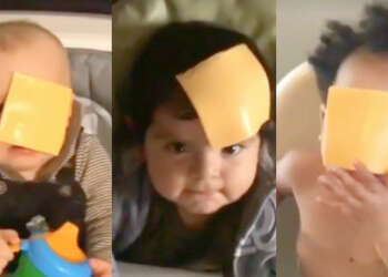 Cheese Challenge