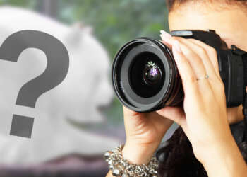 panda gigante albino