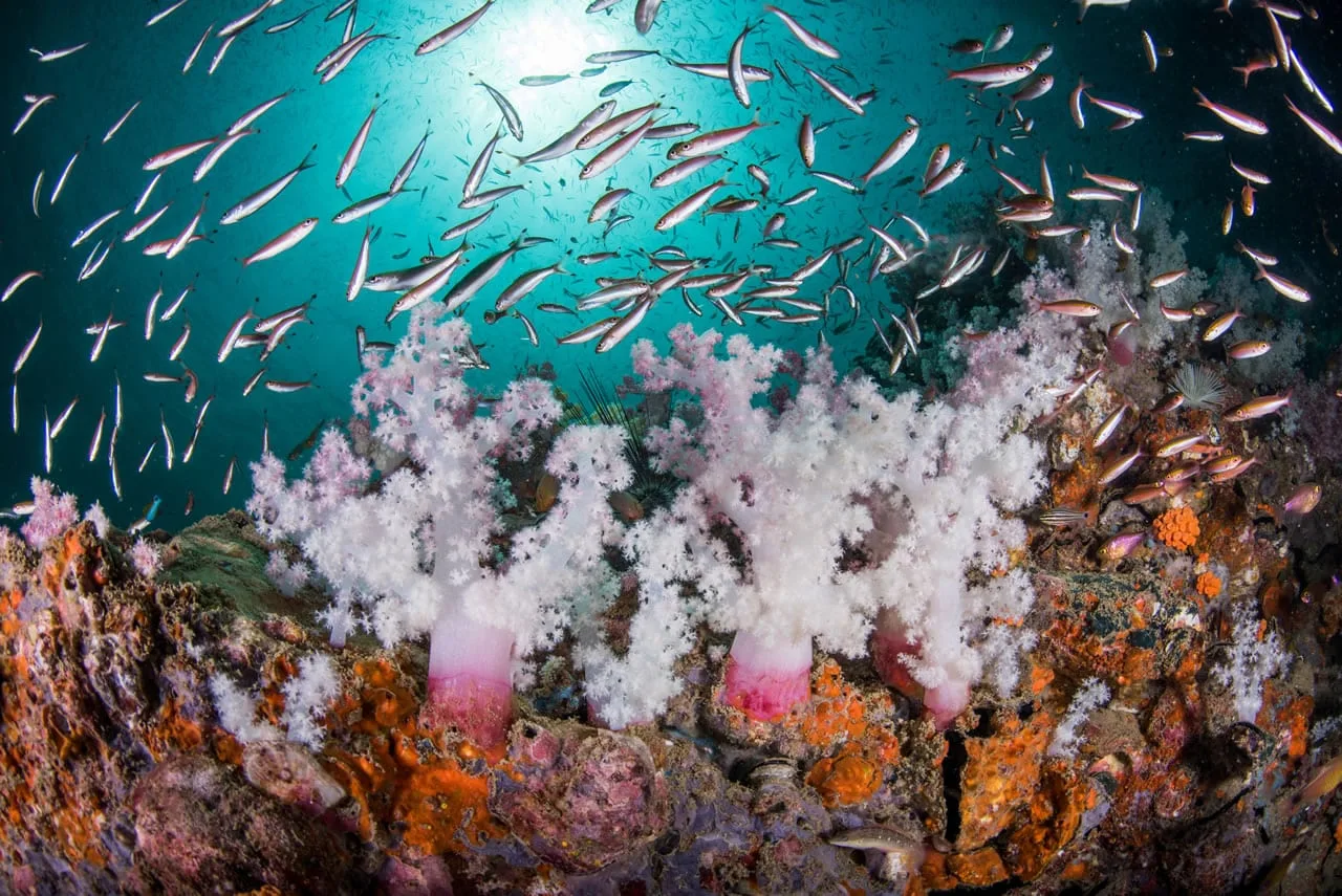 Corales Mar De Andaman Prevén que el aumento del nivel del mar para el 2100 sea casi de un metro.