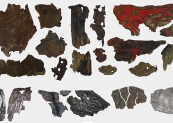 Piel Humana Y Animal Escitas - piel humana