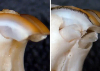 Medicamento Crecimiento Dientes - dientes