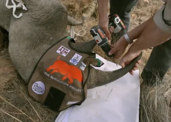 Proyecto Rhisotope Rinocerontes - rinocerontes