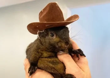 Peanut Ardilla - Peanut