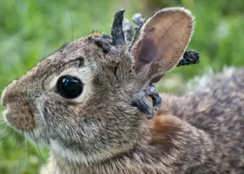 Conejos Cuernos Papiloma De Shope