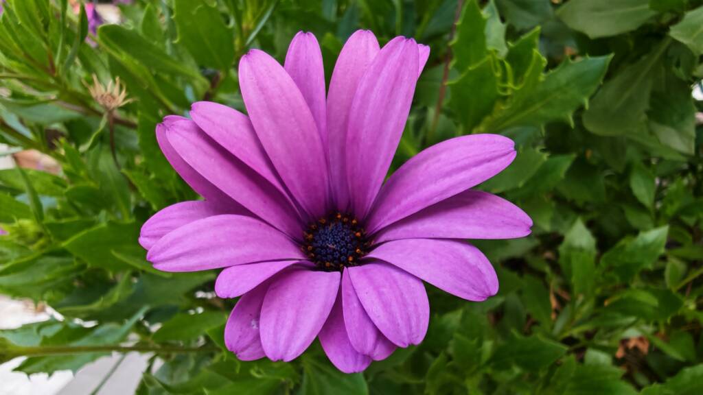 Foto Tomada Con Honor Magic V5 05 - Magic V5, HONOR, plegable