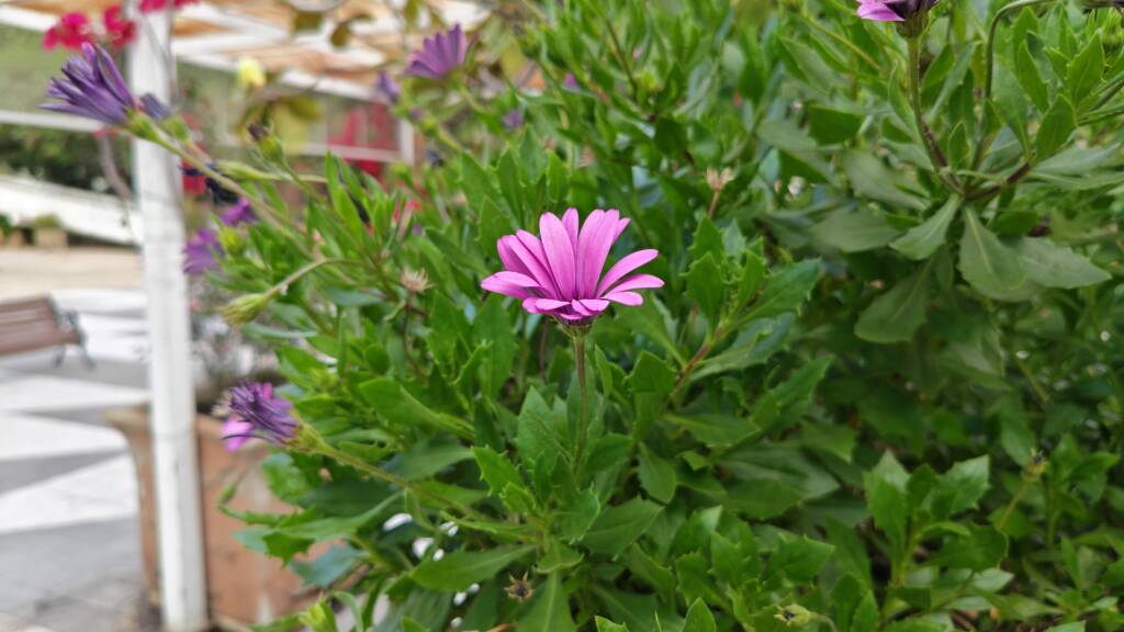 Foto Tomada Con Honor Magic V5 06 - Magic V5, HONOR, plegable