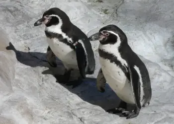 pingüino de Humboldt