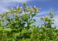 Planta de tabaco