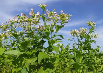 Planta de tabaco