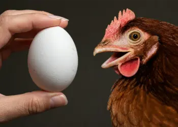 Gallina Feliz Huevos