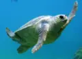 Tortugas