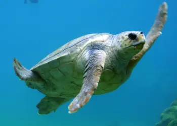 Tortugas