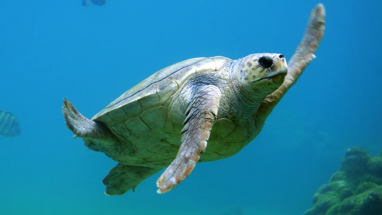 Tortugas