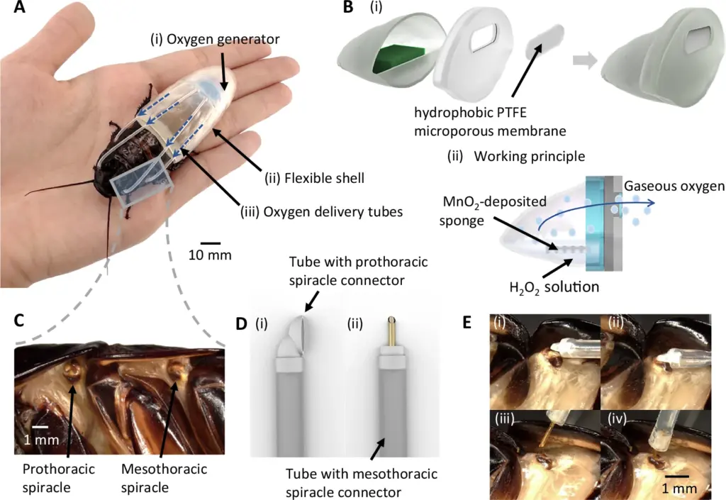 NTU Cucaracha Cyborg Grafica