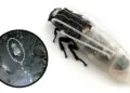 cucaracha cyborg