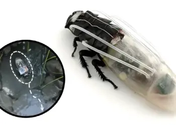 cucaracha cyborg
