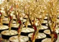 Emmy Amazon Prime Video