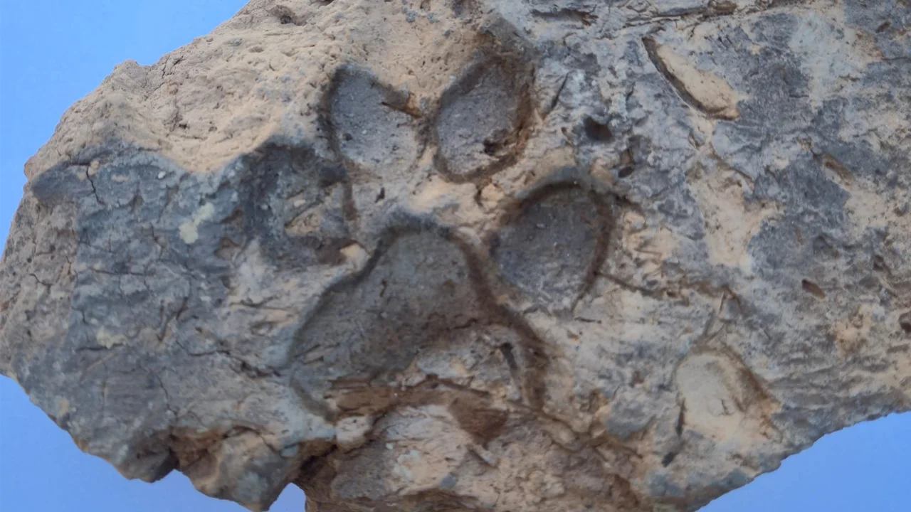 Pata Perro 4000 años